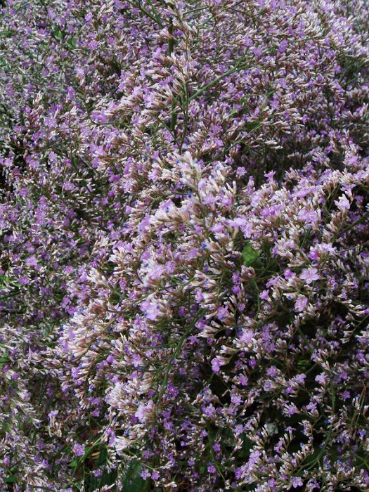 Limonium latifolium detail